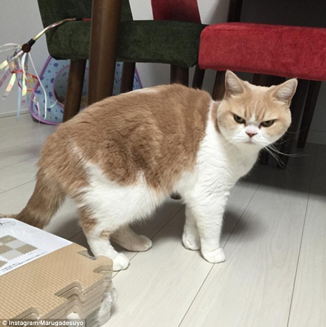 Koyuki: la gata japonesa que amenaza con destronar al ‘Gato Gruñón’